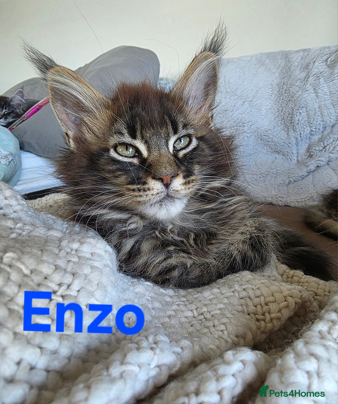 Maine Coon cats for sale: Rare Pure Breed Mainecoons - Image 6