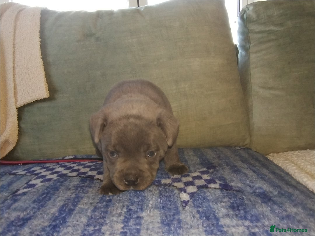 Staffordshire Bull Terrier dogs for sale: Blue Staffie Pups - Image 10