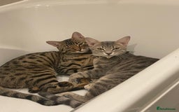 Bengal cats for sale: Sibling Bengals for Sale - Image 1