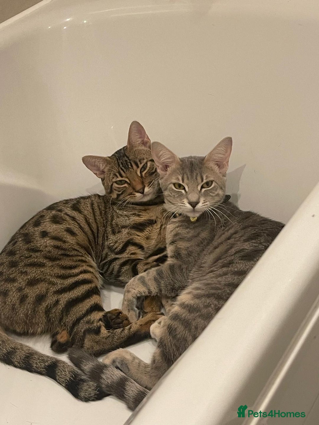 Bengal cats for sale: Sibling Bengals for Sale - Image 1