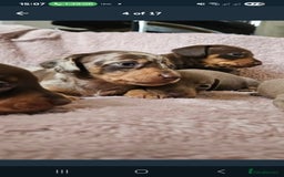 Miniature Dachshund dogs for sale: KC REGISTERED miniature DACHSHUND!!  - Image 1