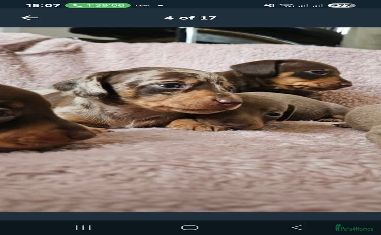 Miniature Dachshund dogs - Advert 14