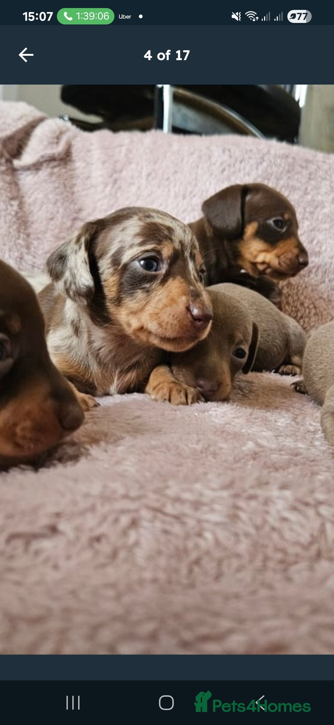 Miniature Dachshund dogs for sale: KC REGISTERED miniature DACHSHUND!!  - Image 1