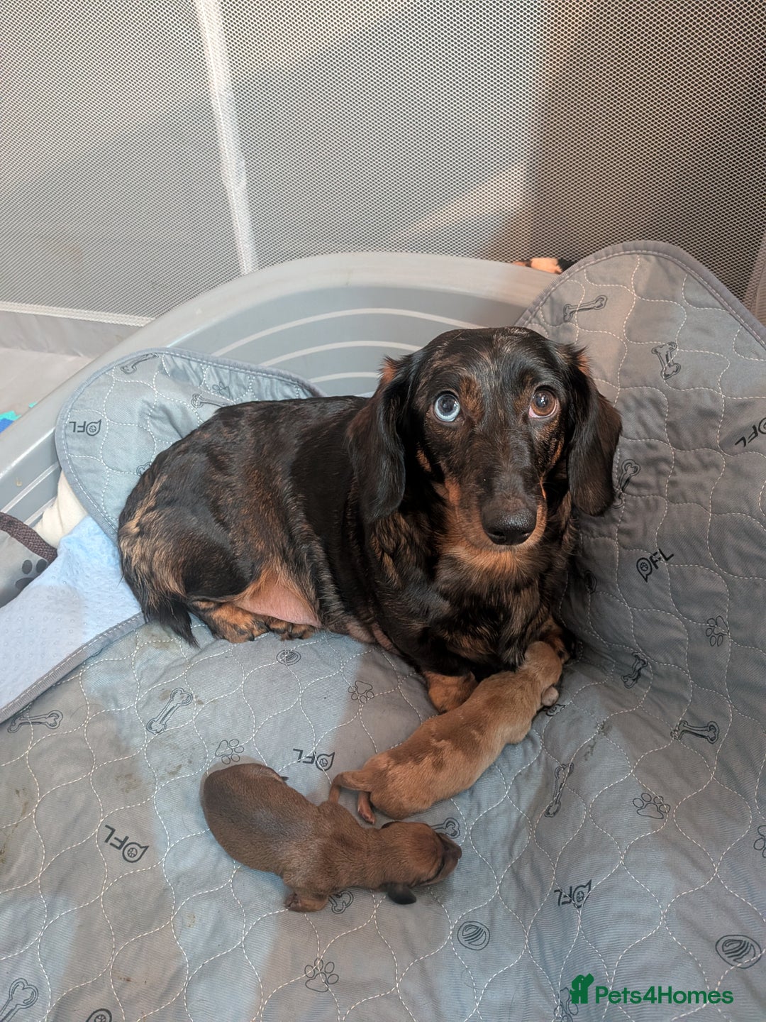 Dachshund dogs for sale: Dachshund puppies  - Advert 1