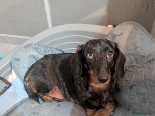 Dachshund dogs Dachshund puppies - Advert 2