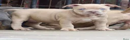 American Bully dogs for sale: American bully’s for sale  - Advert 3