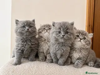 British Longhair cats 5⭐ family-raised British Longhair kittens - Advert 10