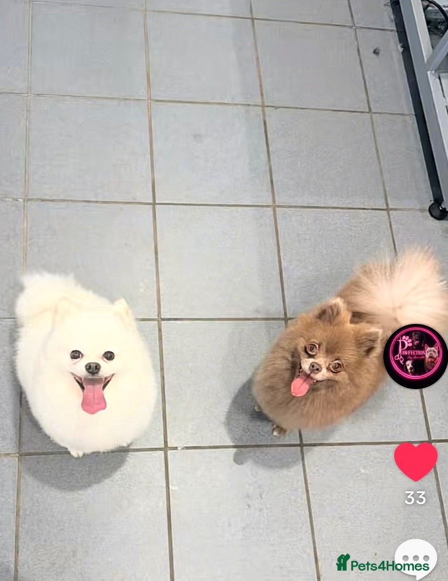 Pomeranian dogs Pomeranian puppies for sale  - Advert 2
