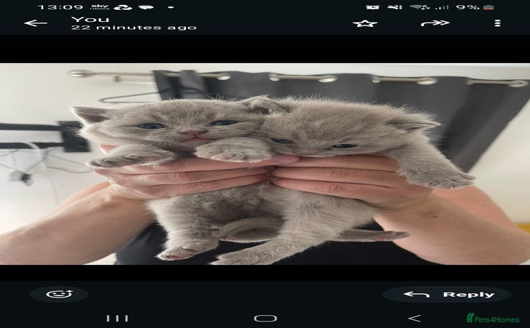 British Shorthair cats - Advert 1
