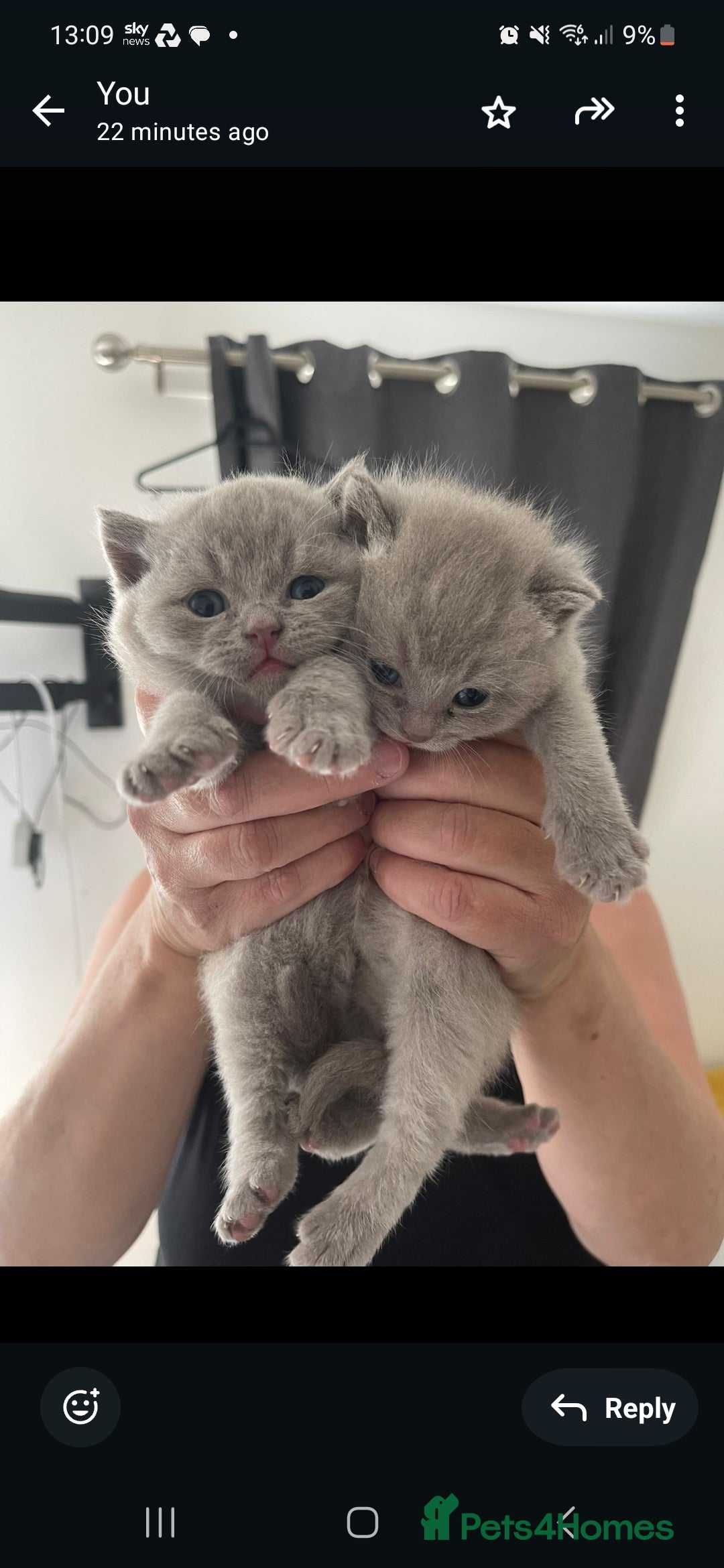 British Shorthair cats for sale: 2 gorgeous lilac British shorthair x2 males - Image 1