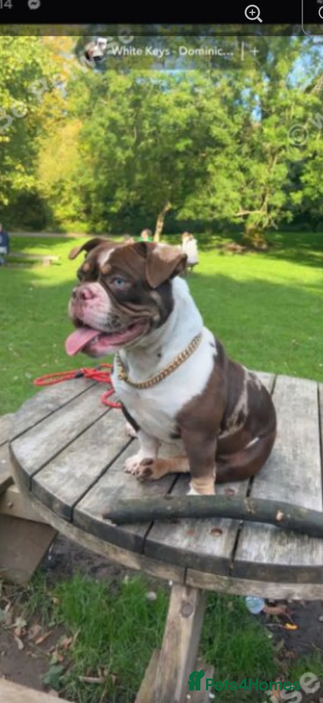 American Bully dogs for sale: Gorgeous 2 year old female pocket bully  in Ashington - Advert 2