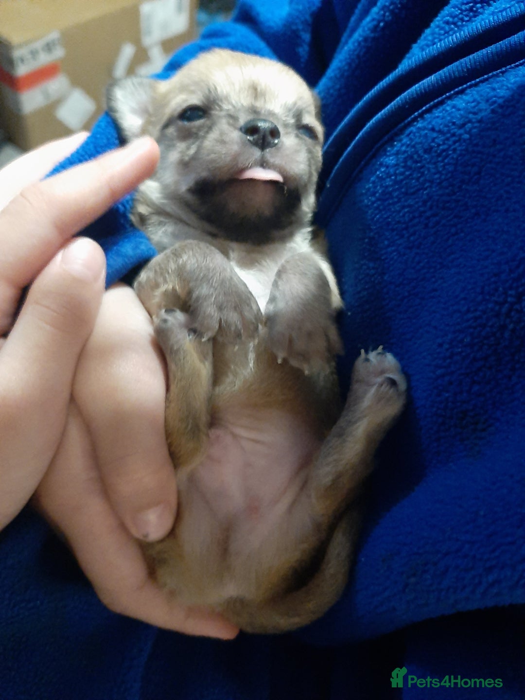 Mixed Breed dogs for sale: Male Chihuahua puppies for sale - Advert 12