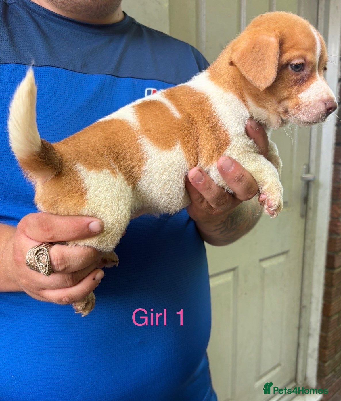 Jack Russell dogs Jack Russell puppy’s  - Advert 3