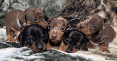 Miniature Dachshund dogs - Advert 3
