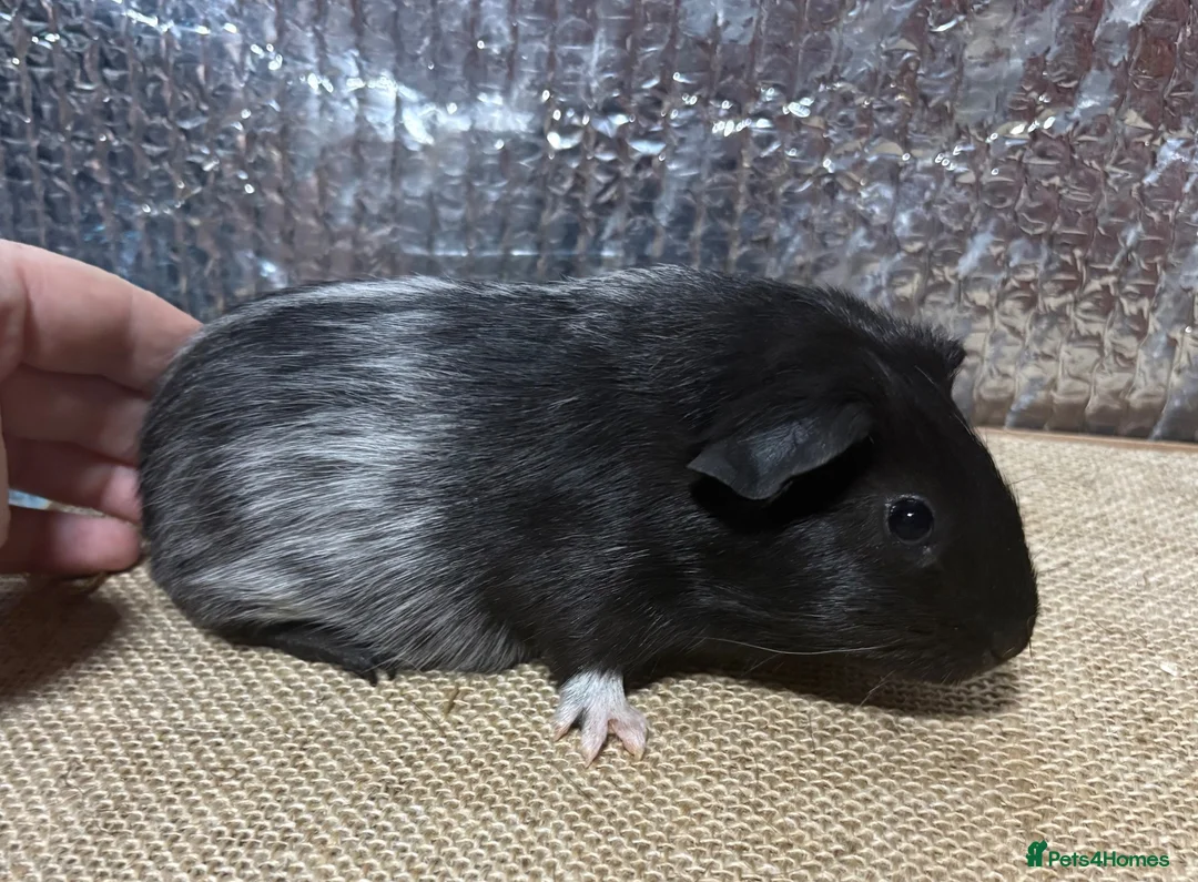 Guinea Pig rodents for sale: Beautiful baby guinea pigs FUNKY, roans & crested - Advert 7
