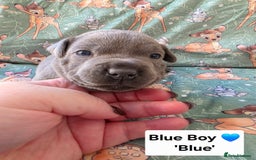 Staffordshire Bull Terrier dogs for sale: Gorgeous Chunky KC Blue Staffy Puppies - Image 13
