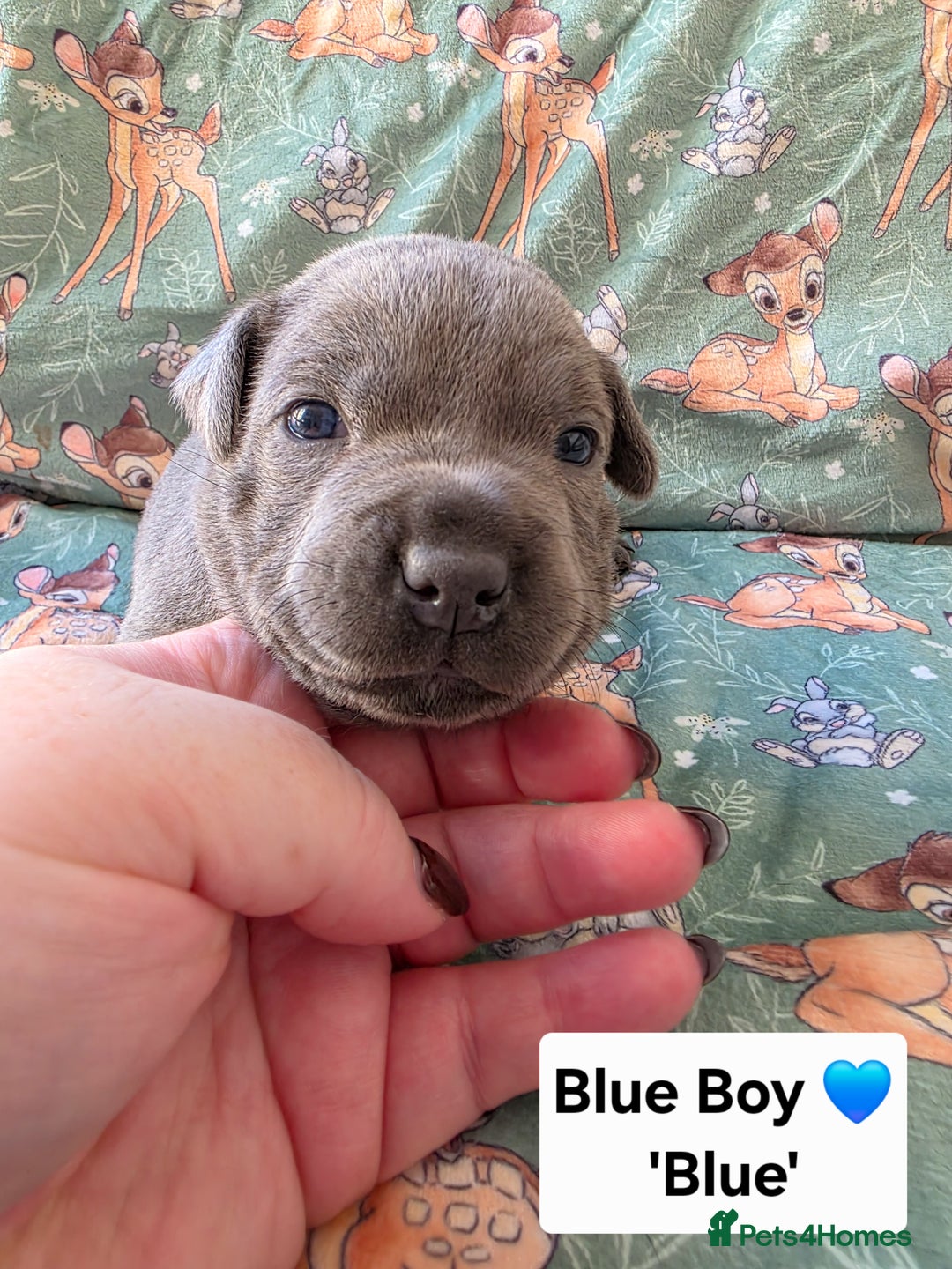 Staffordshire Bull Terrier dogs for sale: Gorgeous Chunky KC Blue Staffy Puppies - Image 13