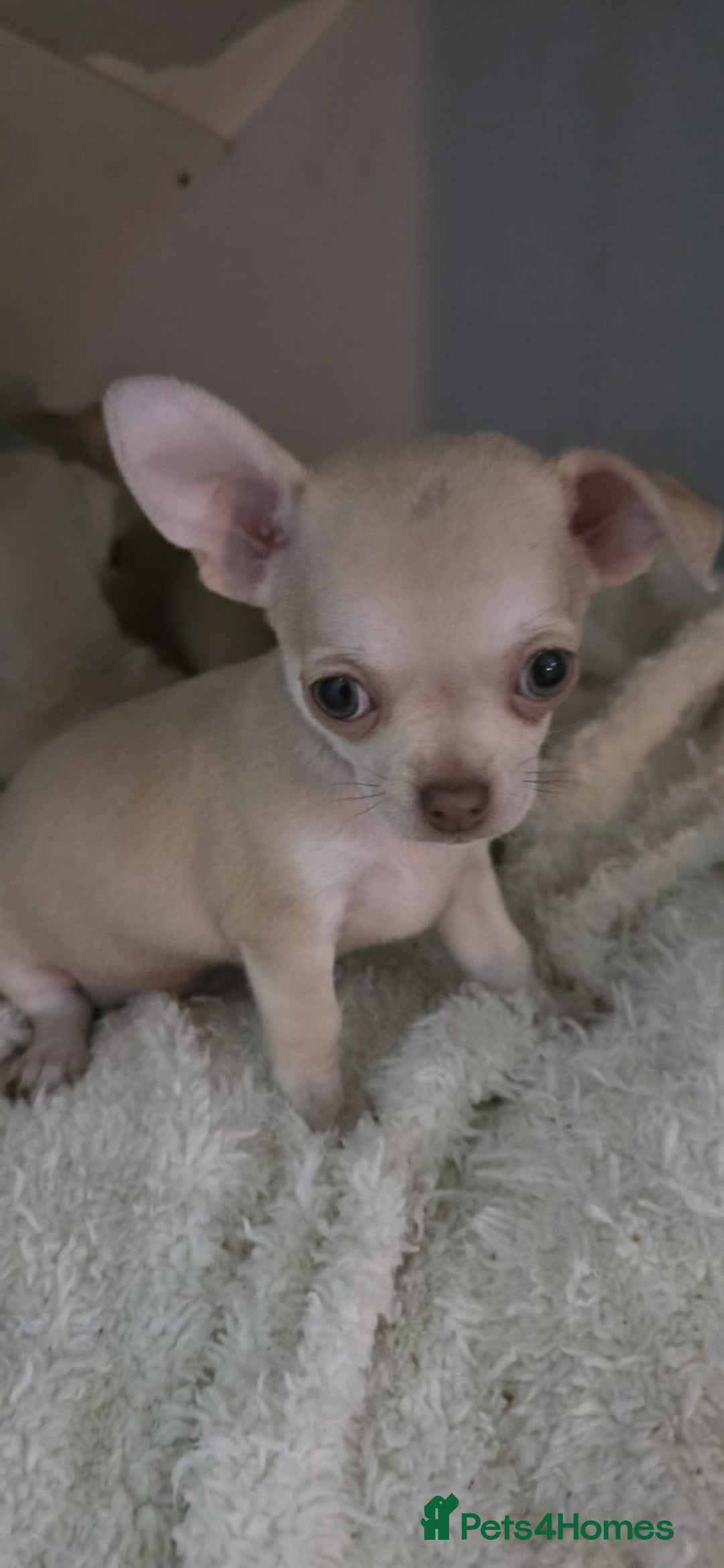 Chihuahua dogs for sale: 4 boys chihuahua puppies  - Advert 10