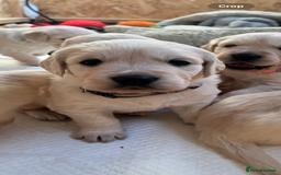 Golden Retriever dogs for sale: Golden retriever puppies  - Image 24