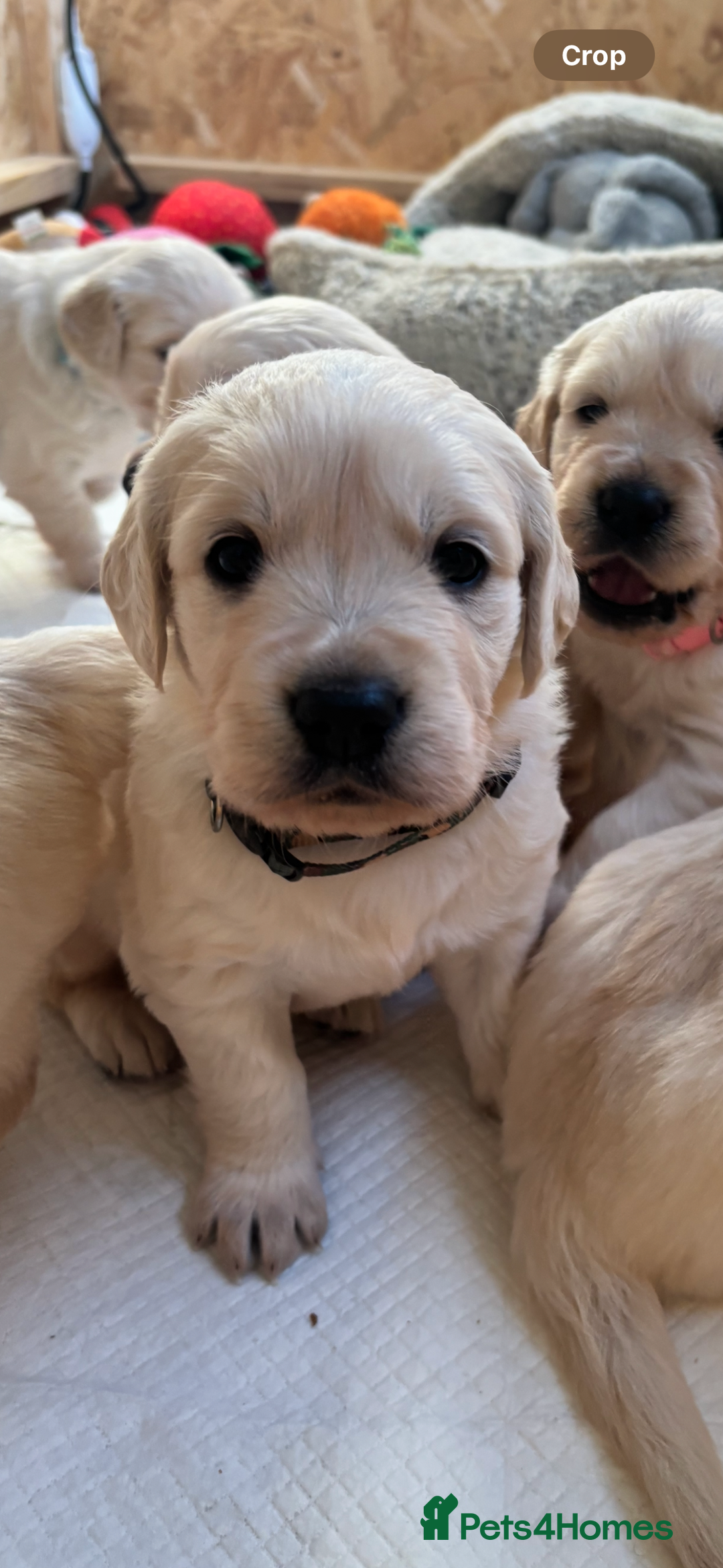 Golden Retriever dogs for sale: Golden retriever puppies  - Image 24