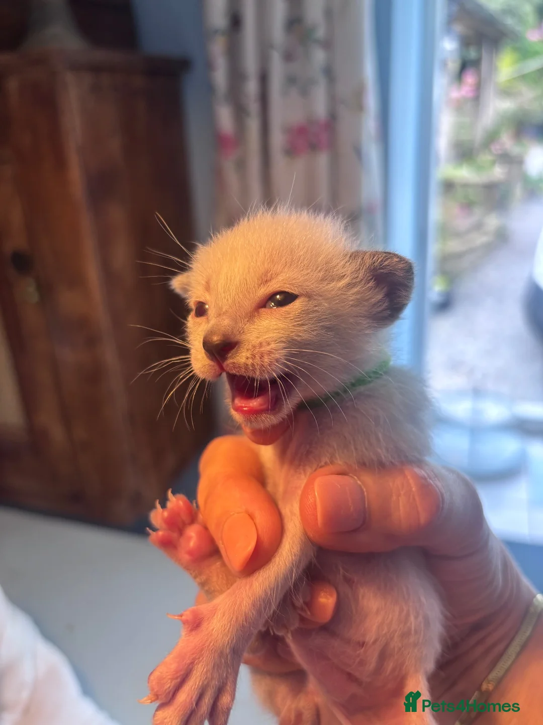 Siamese cats for sale: Pedigree, top quality kittens  - Advert 1