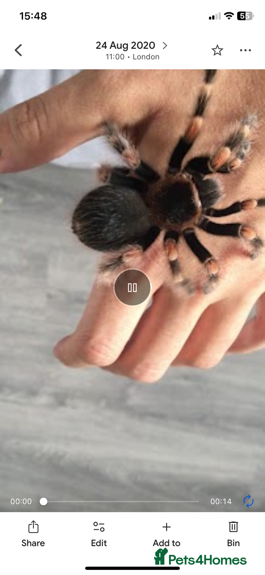 Tarantulas invertebrates for sale: Female Mexican red knee tarantula and set up - Image 4