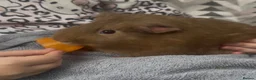 Guinea Pig rodents for sale: Male Guineapig 1.5 years needs a home - Advert 2
