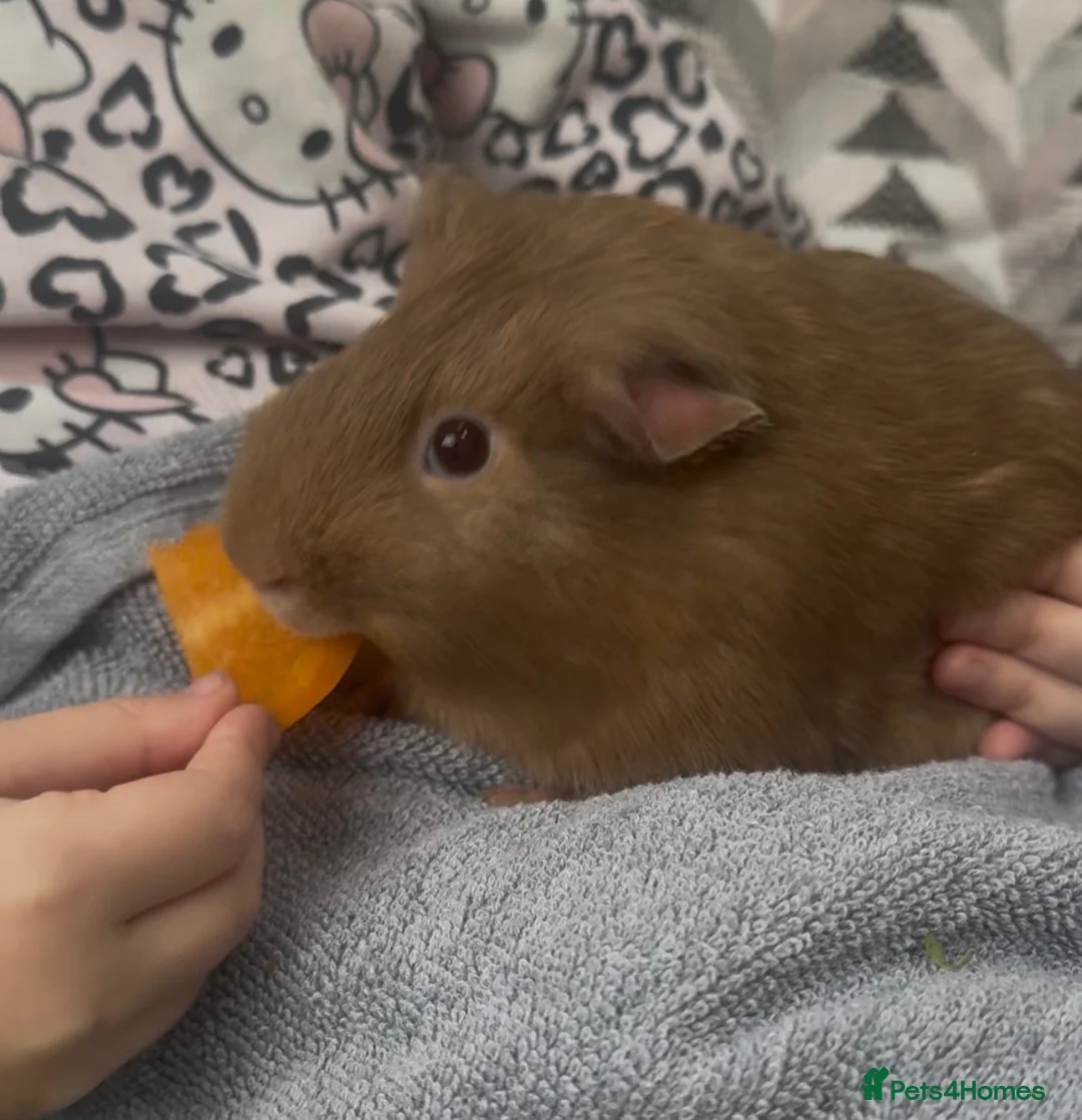 Guinea Pig rodents for sale: Male Guineapig 1.5 years needs a home - Advert 2