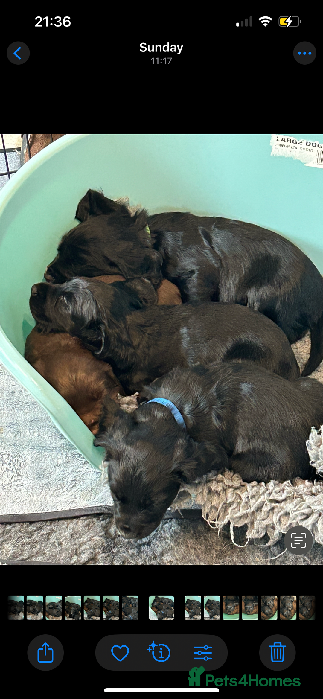 Sprocker dogs for sale: Beautiful Sprocker Puppies - Advert 8