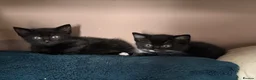 Mixed Breed cats for sale: 2 beautiful boy kittens - Advert 9
