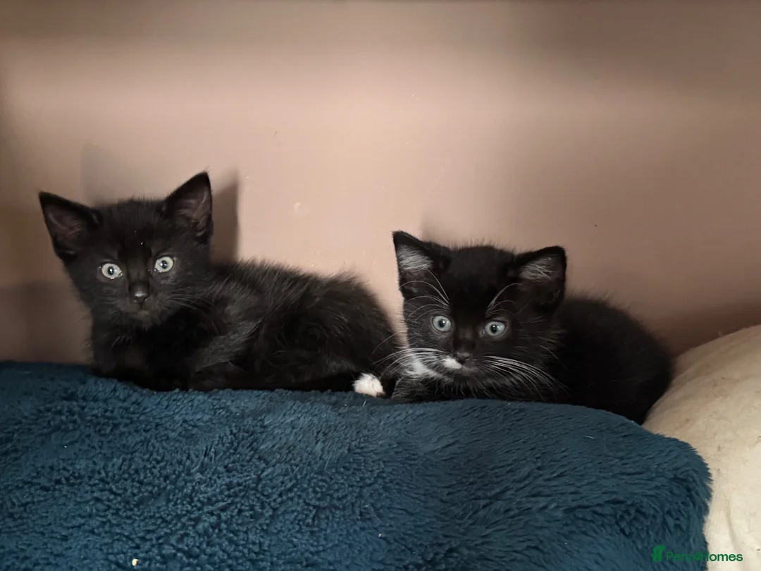 Mixed Breed cats for sale: 2 beautiful boy kittens - Advert 9