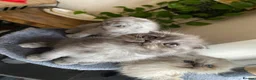 Scottish Fold cats for sale: Scottish folds  - Advert 2