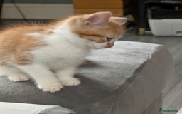 Mixed Breed cats for sale: Playful boy for sale ready now - Image 4