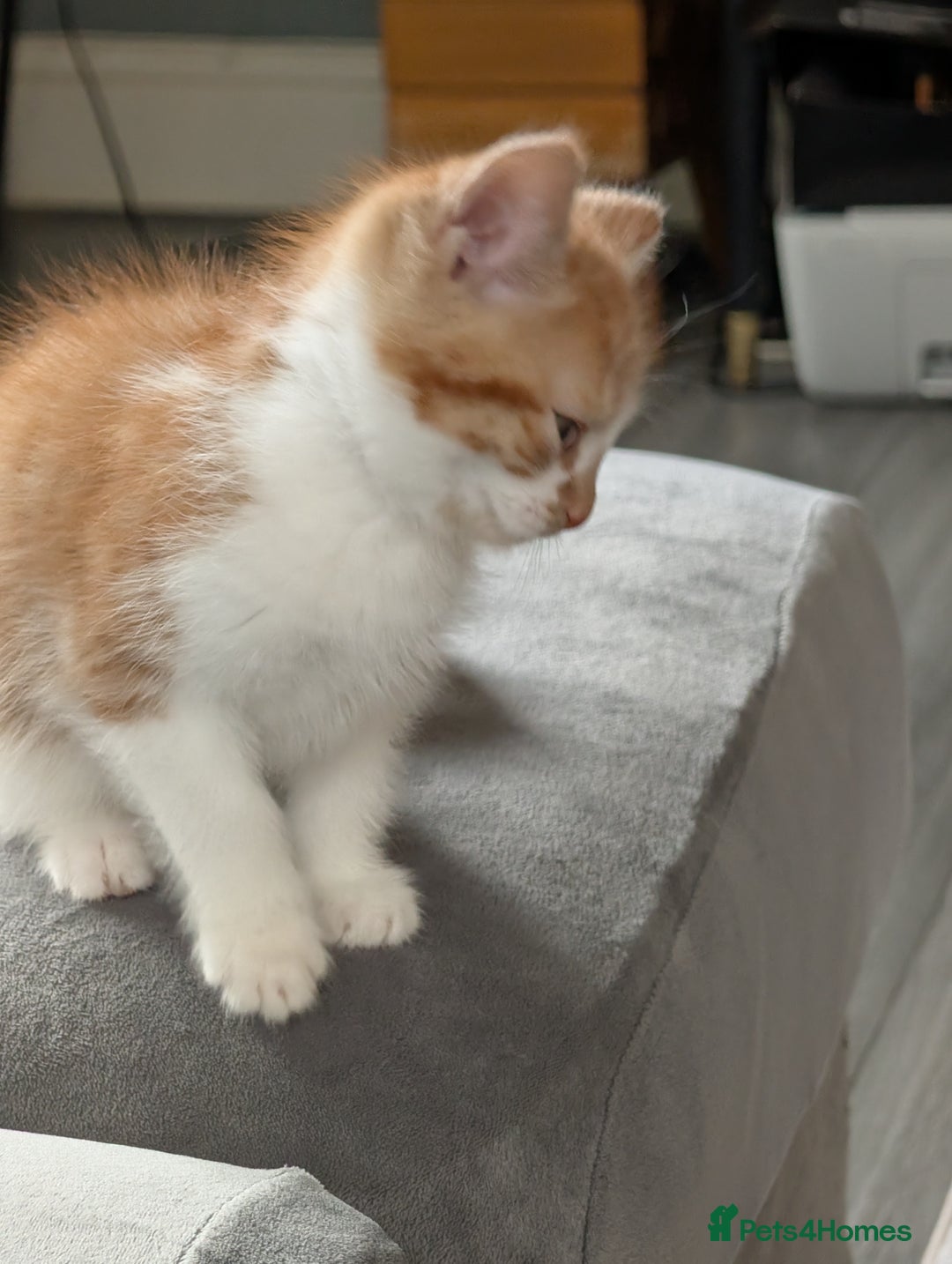 Mixed Breed cats for sale: Playful boy for sale ready now - Image 4