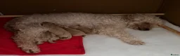 Toy Poodle dogs for sale: Beautiful Poodles - 1 Girl & 1 Boy left  - Advert 16