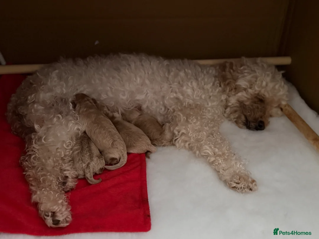 Toy Poodle dogs for sale: Beautiful Poodles - 1 Girl & 1 Boy left  - Advert 16