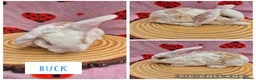 Mini Lop rabbits for sale: 🐇 READY TO RESERVE ❤️ 💙  - Advert 5