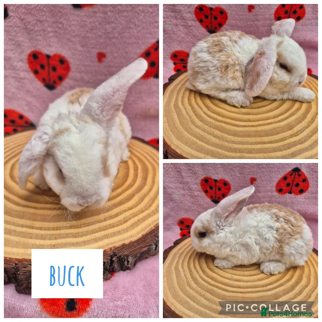 Mini Lop rabbits for sale: 🐇 READY TO RESERVE ❤️ 💙  - Advert 5