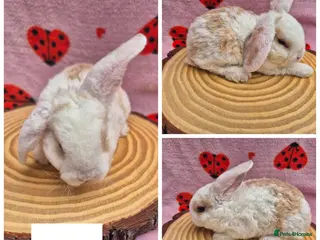 Mini Lop rabbits 🐇 LAST BOY READY TO RESERVE ❤️ 💙 - Advert 14