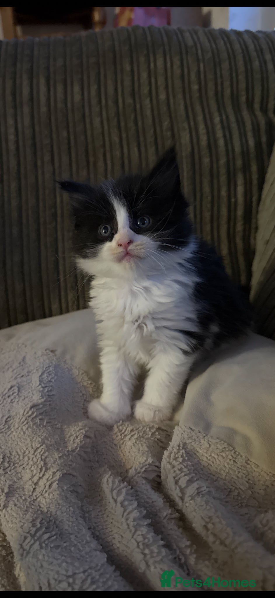 Maine Coon cats 2 MaineCoon Female Kittens Left 🖤 - Advert 1
