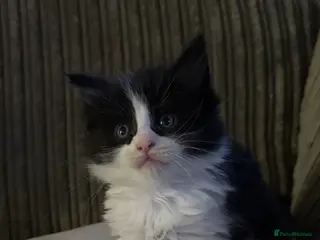 Maine Coon cats 2 MaineCoon Female Kittens Left 🖤 - Advert 1