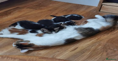 Mixed Breed cats - Advert 14
