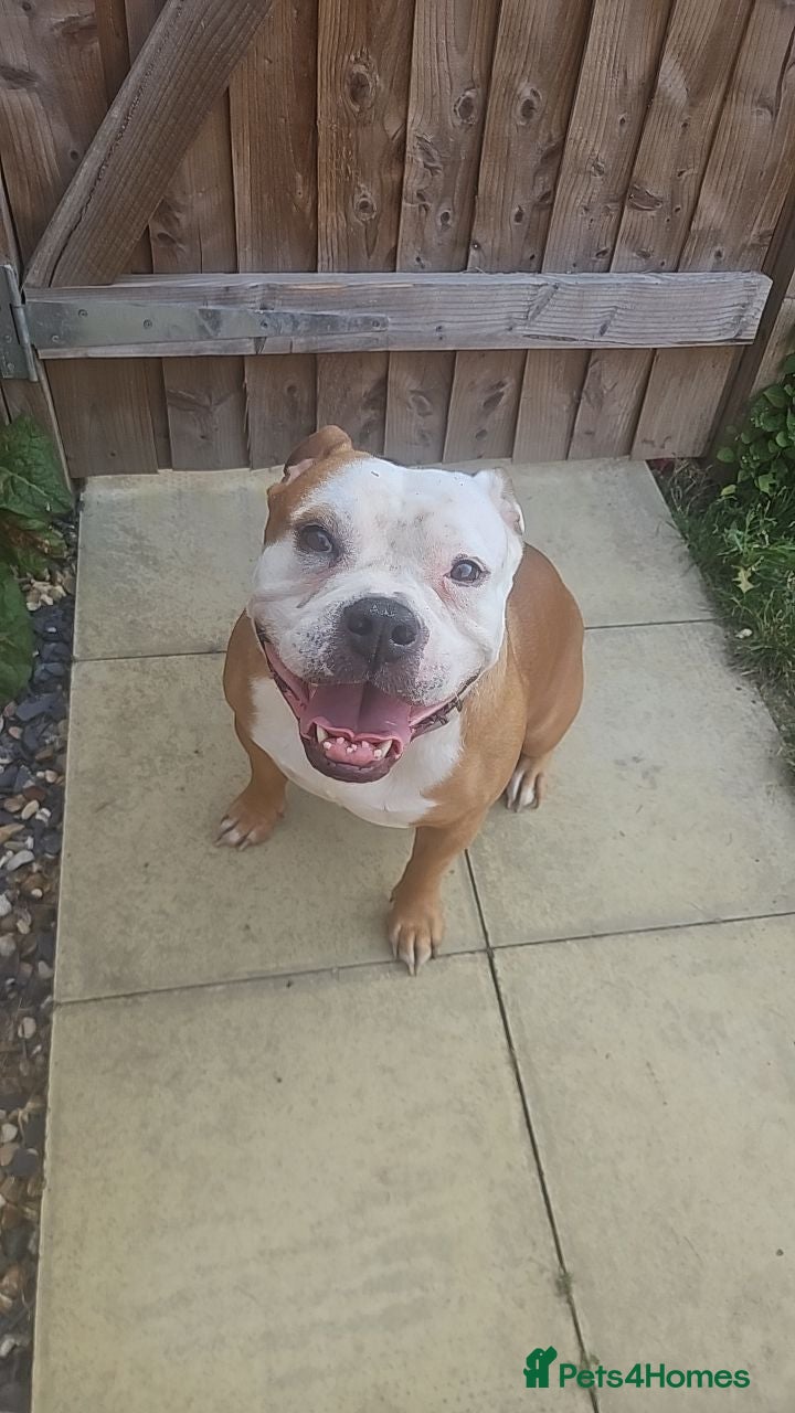 Mixed Breed dogs Free to a good home  - Advert 15