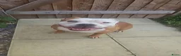 Mixed Breed dogs for sale: Luna  - Advert 1