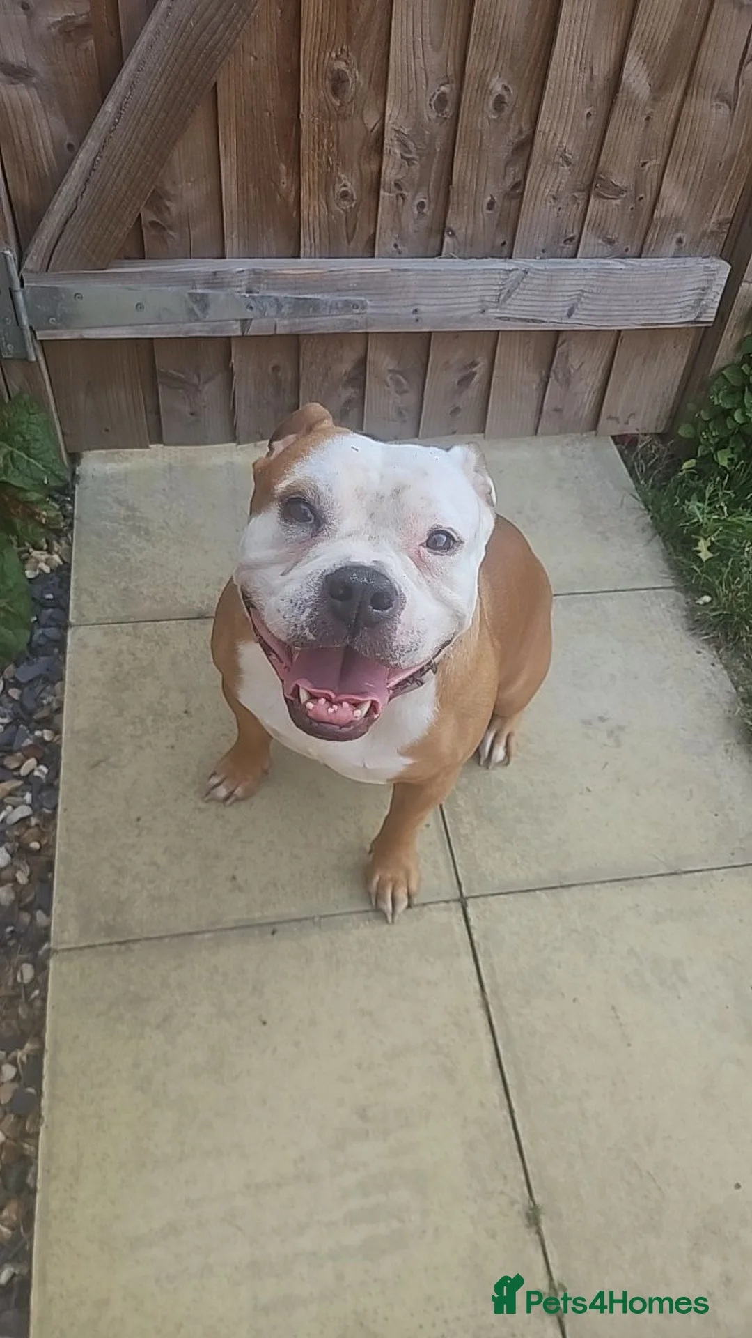 Mixed Breed dogs for sale: Luna  - Advert 1