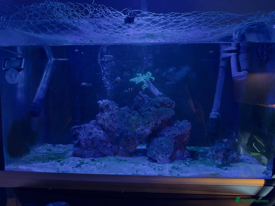 Other/Mixed Breed fish for sale: Marine tank setup  - Advert 2