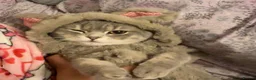 Scottish Fold cats for sale: Scottish fold male  in Birmingham - Advert 5