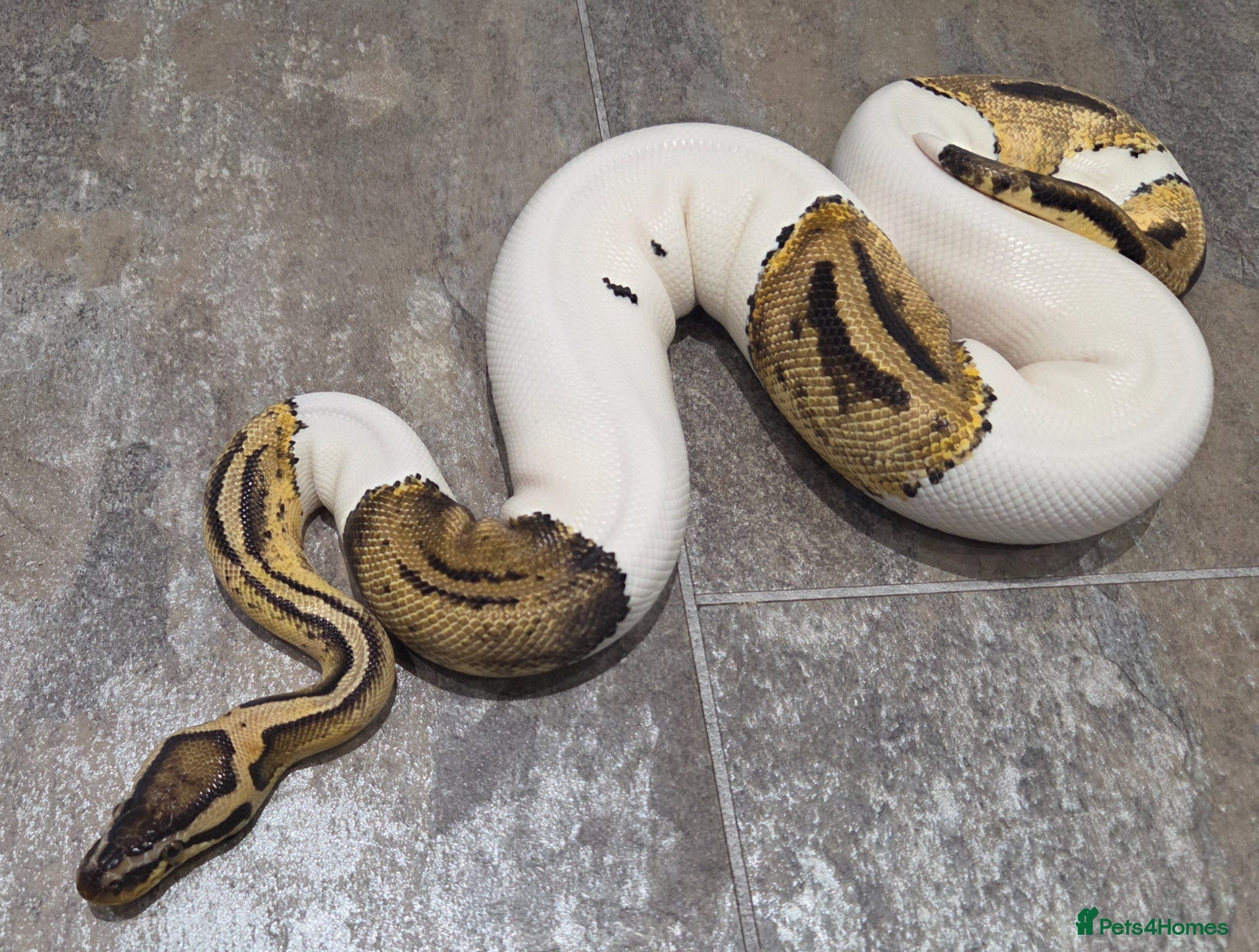 Snake reptiles Hognose & royal python ball python snake - Advert 1