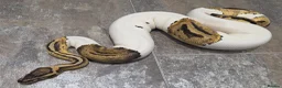 Snake reptiles for sale: Hognose & royal python ball python snake - Advert 1