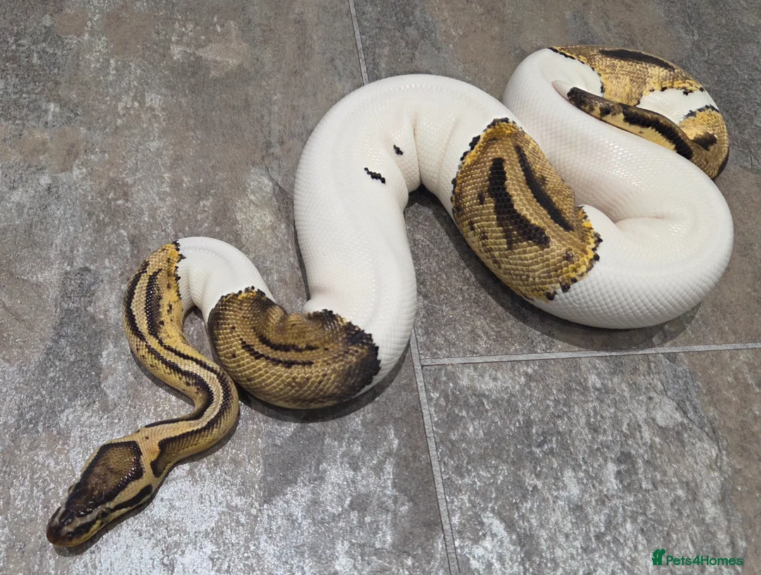 Snake reptiles for sale: Hognose & royal python ball python snake - Advert 1